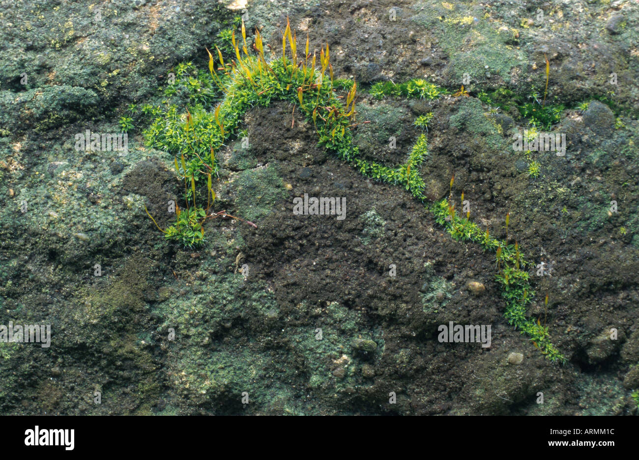 amblystegium moss (Amblystegium serpens), plant with sporophylls Stock Photo
