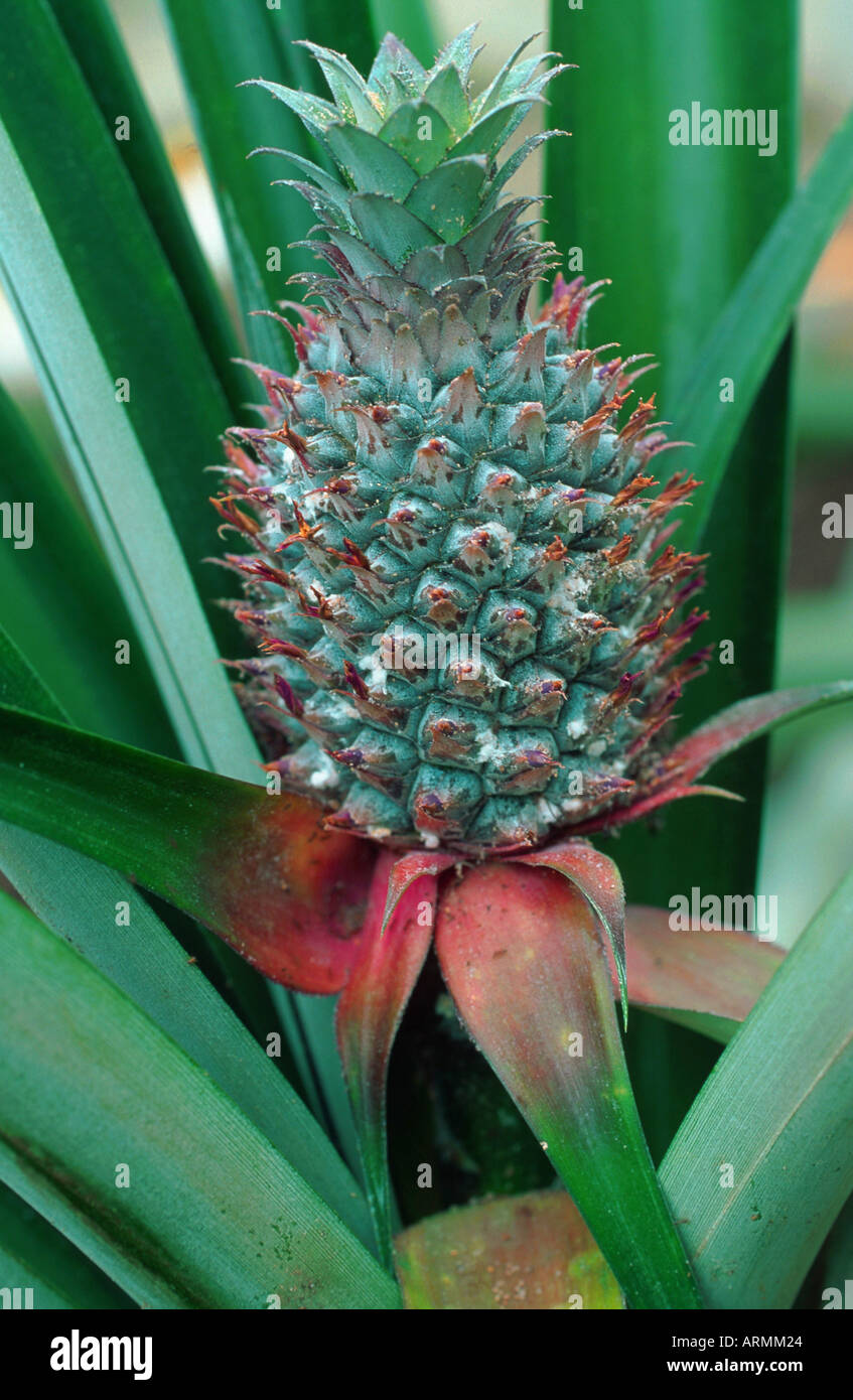 pineapple (Ananas comosus, Ananas sativus), infrutescence Stock Photo
