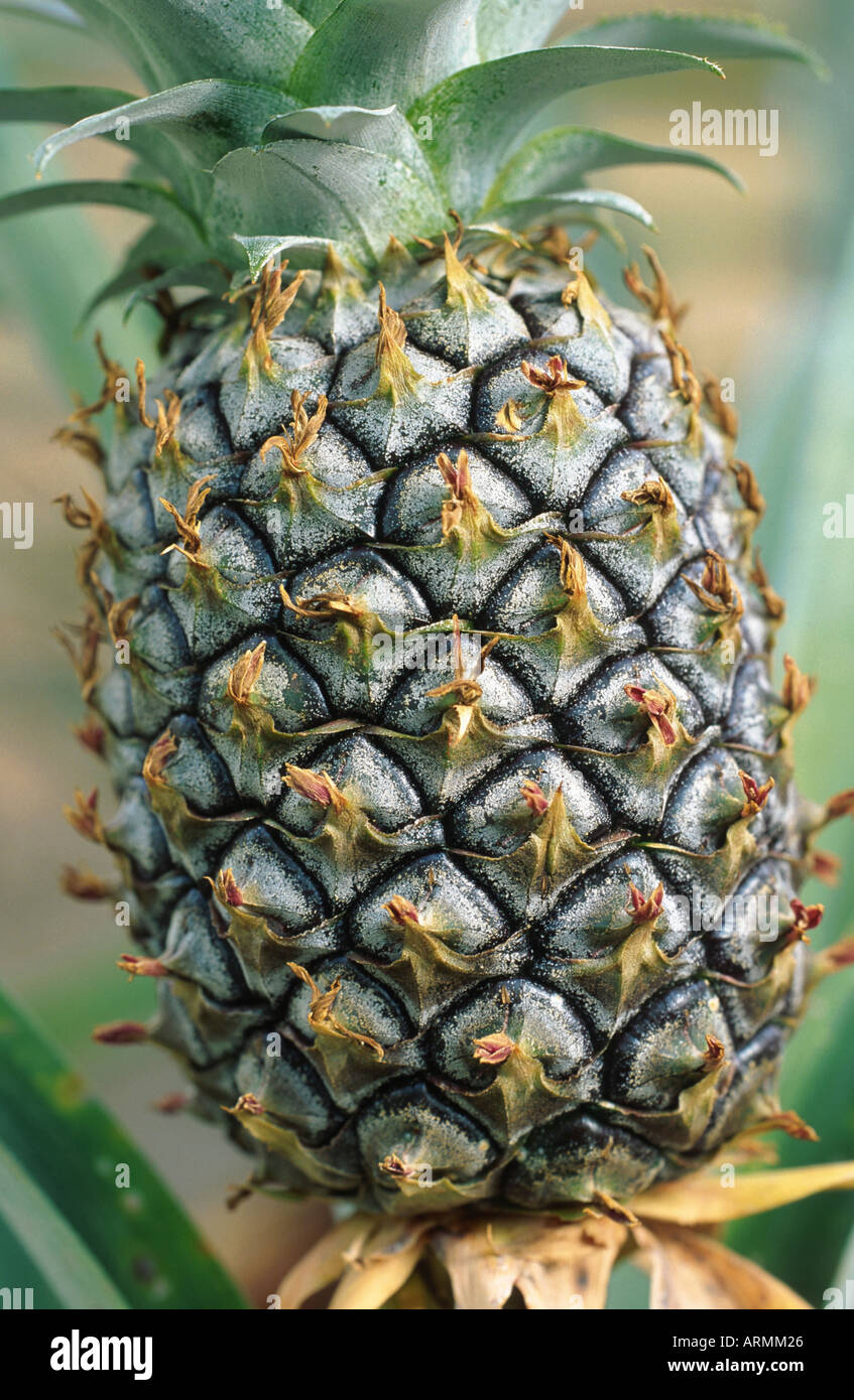 pineapple (Ananas comosus, Ananas sativus), infrutescence, detail Stock
