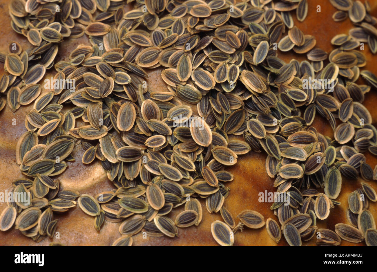 dill (Anethum graveolens var. hortorum), seeds Stock Photo