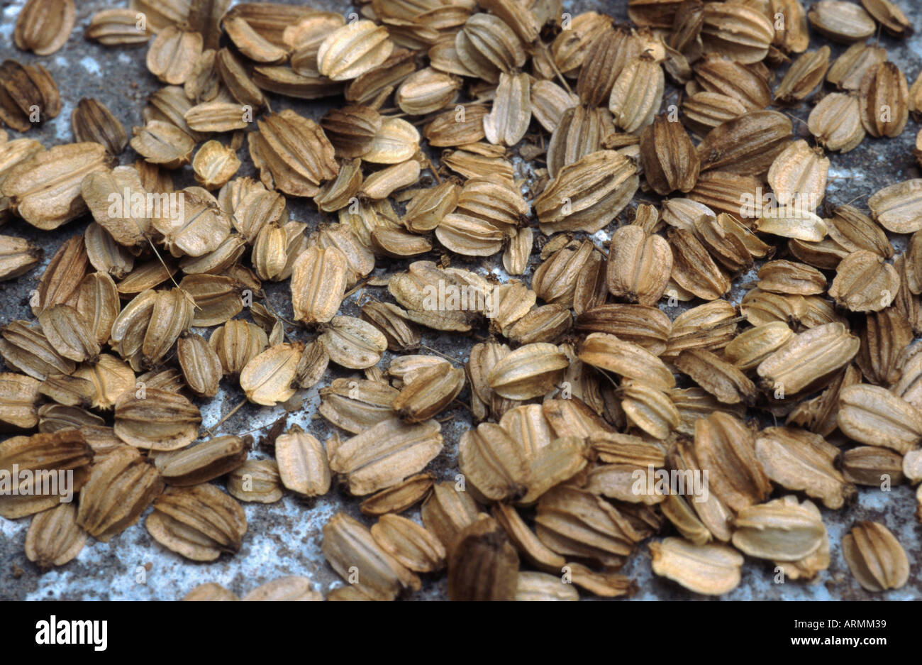 garden angelica (Angelica archangelica), seeds Stock Photo Alamy