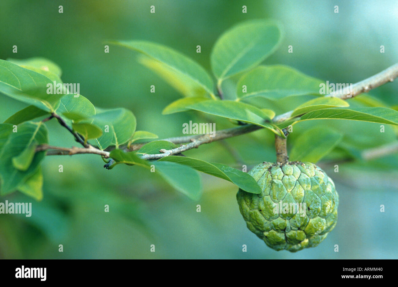 Annonaceae family hi-res stock photography and images - Alamy