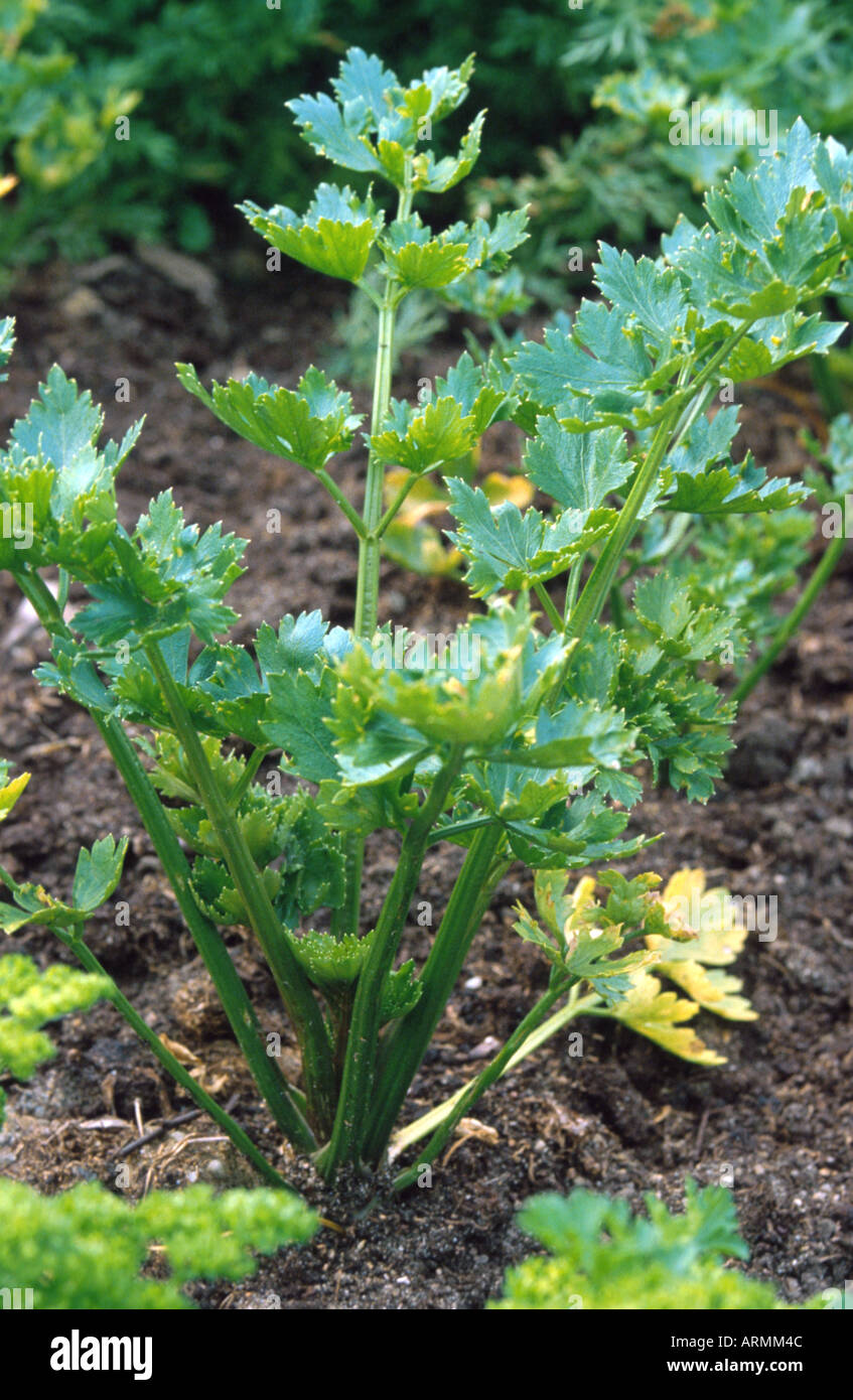 cultivated celery (Apium graveolens var. dulce), leaves Stock Photo