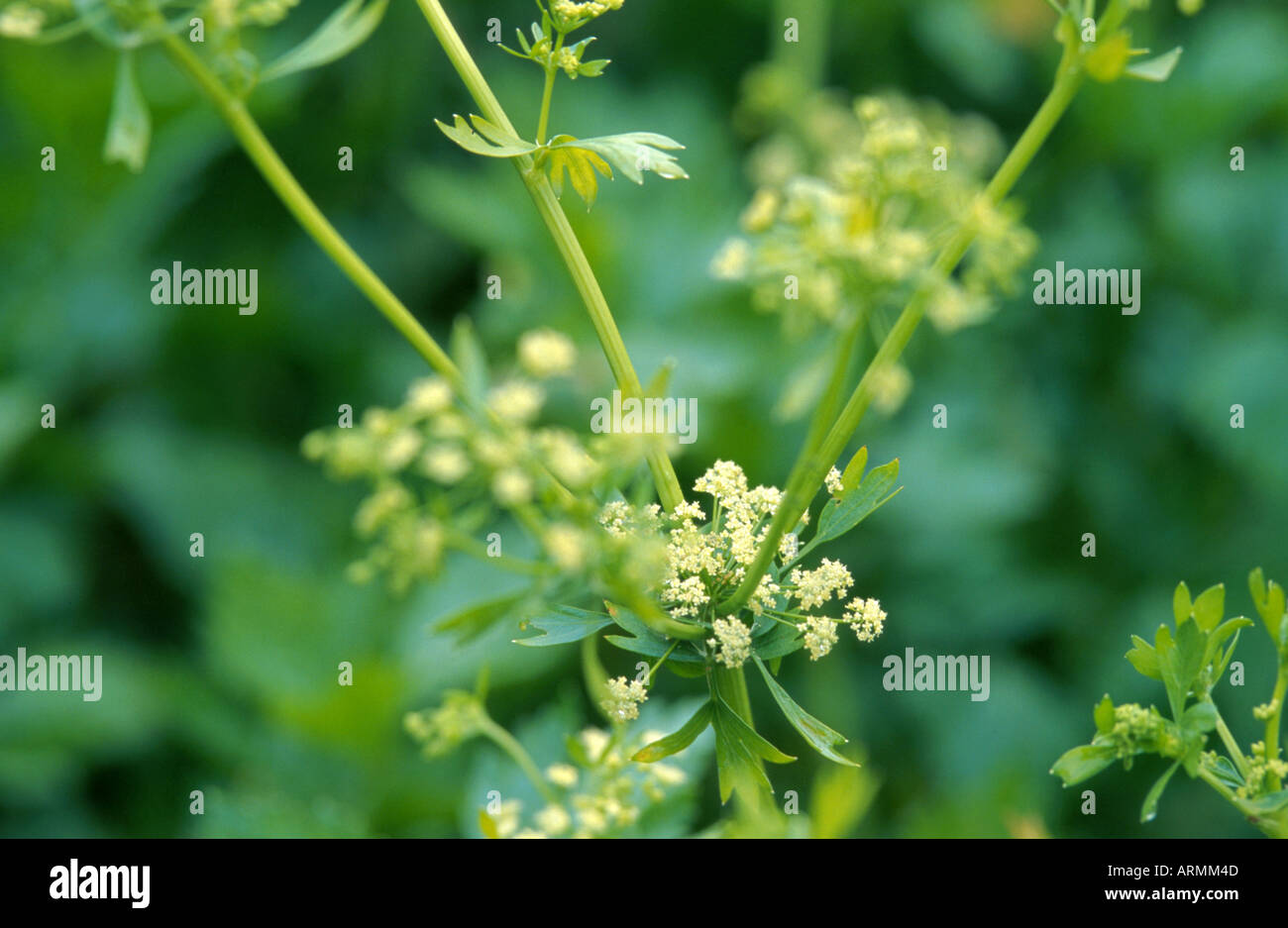 cultivated celery (Apium graveolens var. dulce), detail of the blossom Stock Photo