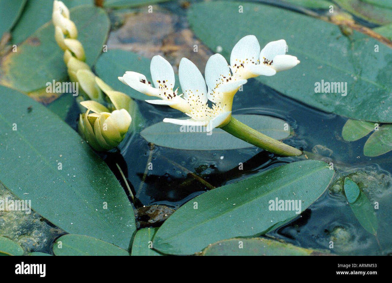 cape pondweed (Aponogeton distachyus), blooming Stock Photo