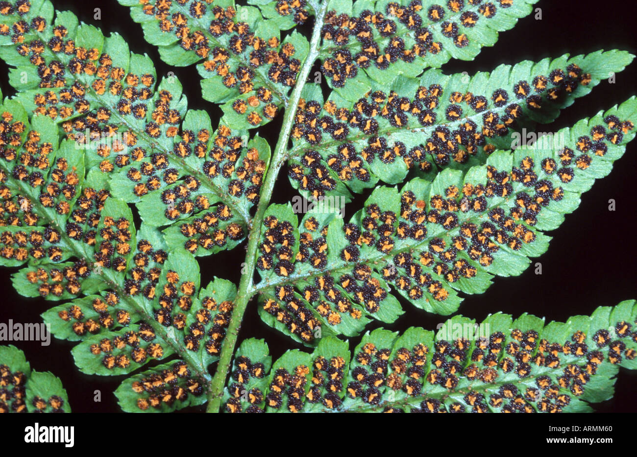 shield fern (Arachniodes adiantiformis), leaf-underside with sporangium Stock Photo