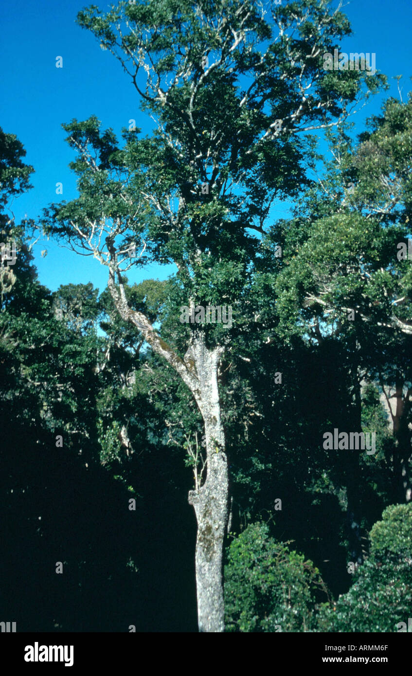 black boyoong (Argyrodendron actinophyllum), single tree Stock Photo