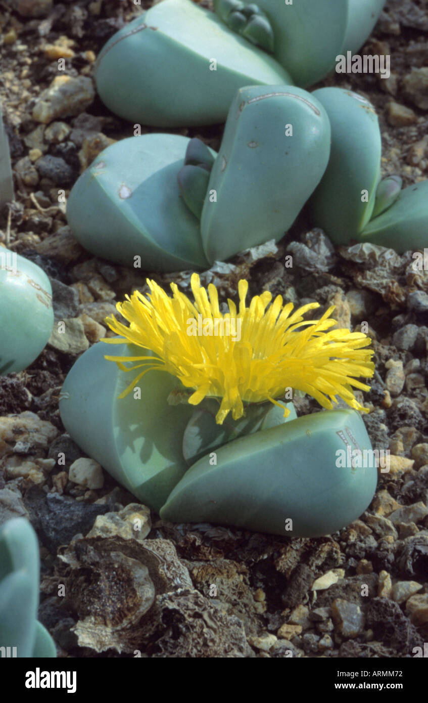 stone plant, silver skin (Argyroderma delaetii), blooming Stock Photo