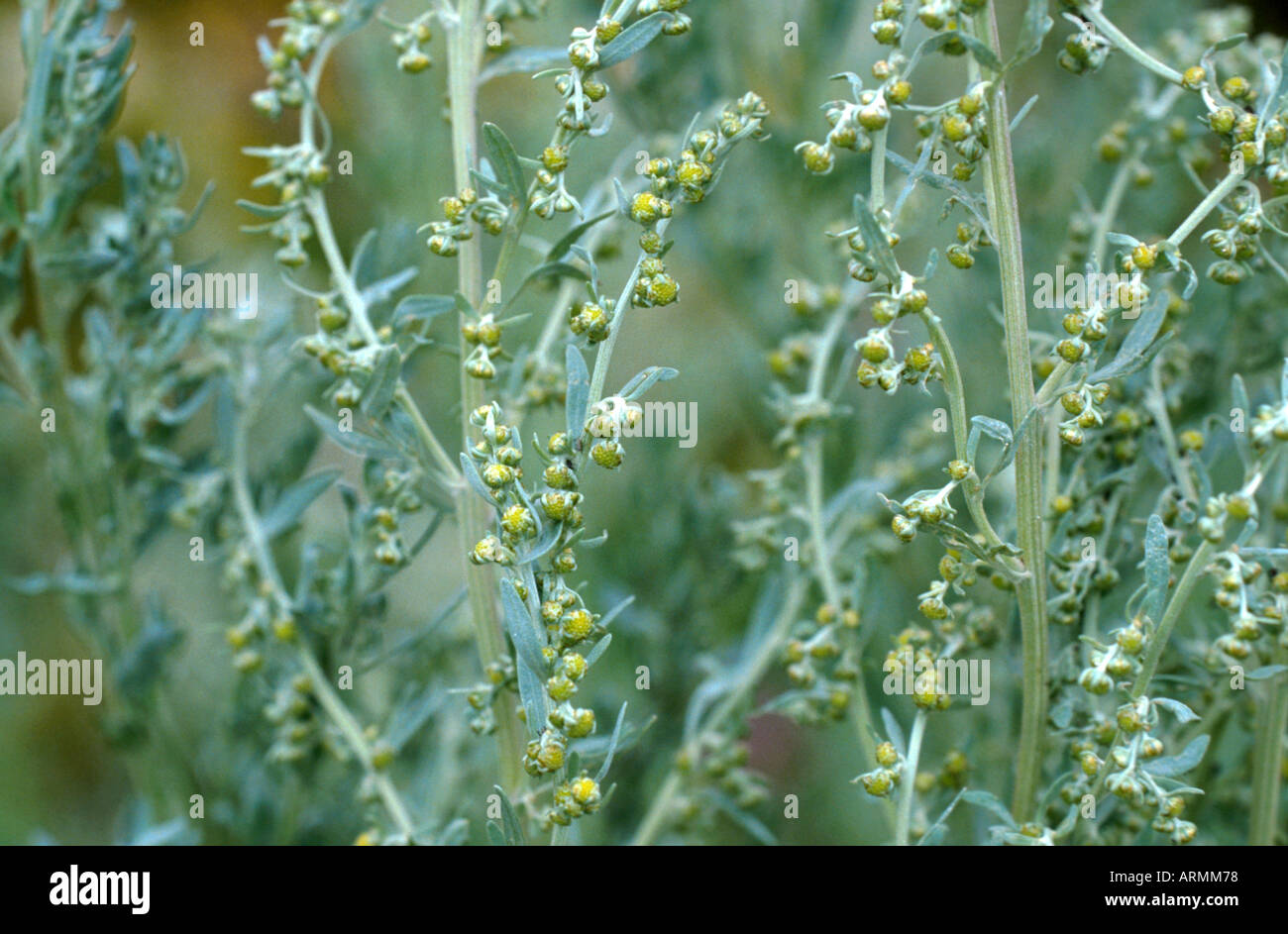 common wormwood, absinth wormwood, absinth sagewort (Artemisia absinthium), blooming Stock Photo