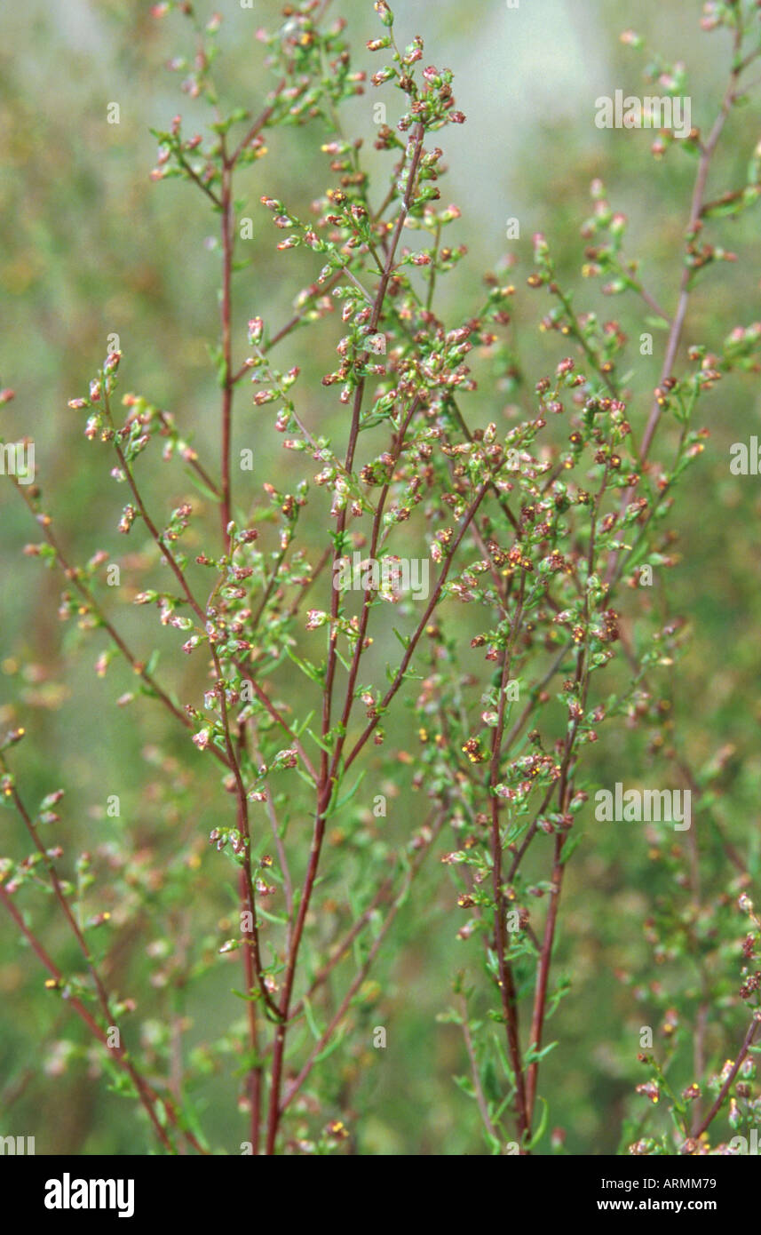 field southernwood (Artemisia campestris), blooming Stock Photo