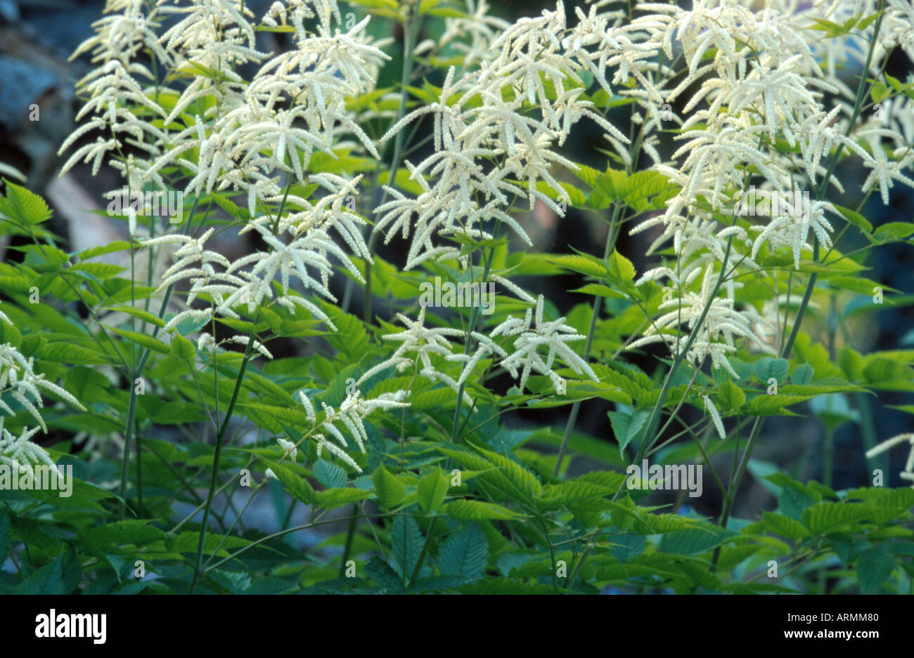 goats beard spiraea, common goatsbeard (Aruncus dioicus), blooming Stock Photo