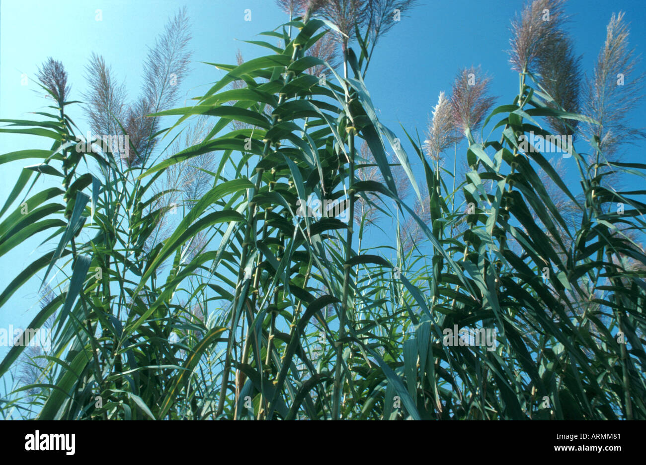 giant reed, wild cane (Arundo donax), stems, largest grass species in Europe Stock Photo