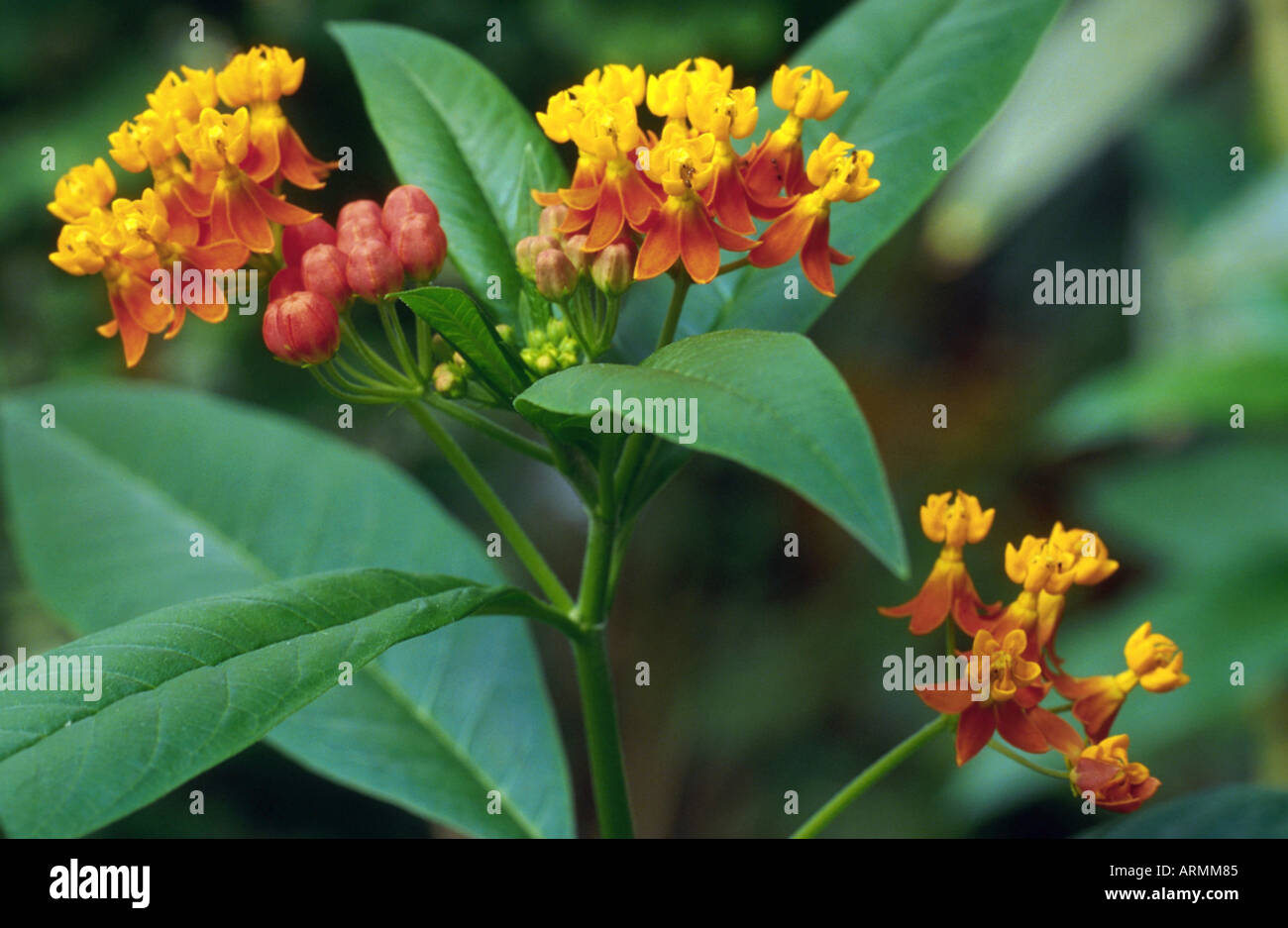 butterfly weed, lau-lele, blood flower (Asclepias curassavica), inflorescences Stock Photo