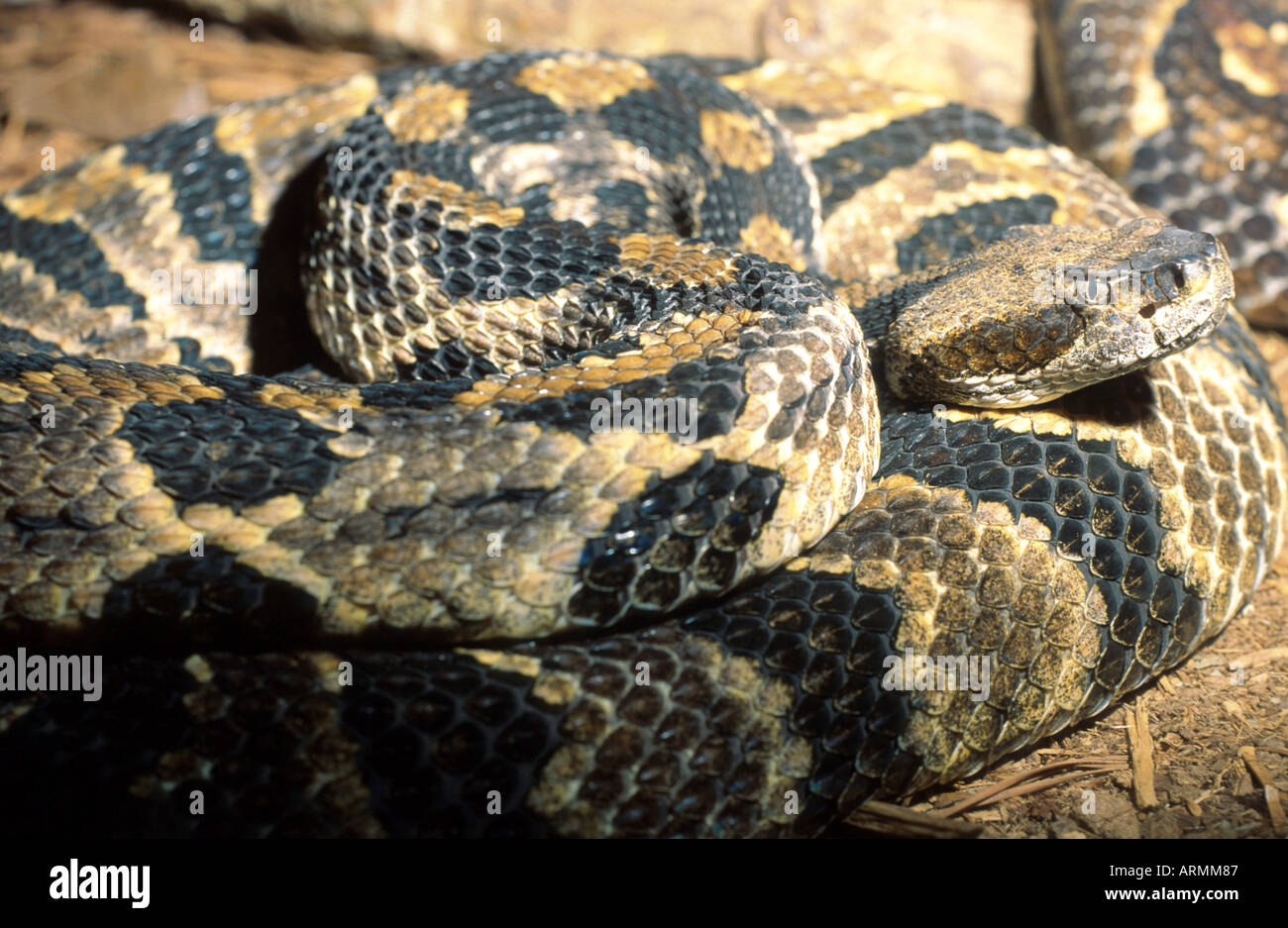 timber rattlesnake (Crotalus horridus Stock Photo - Alamy
