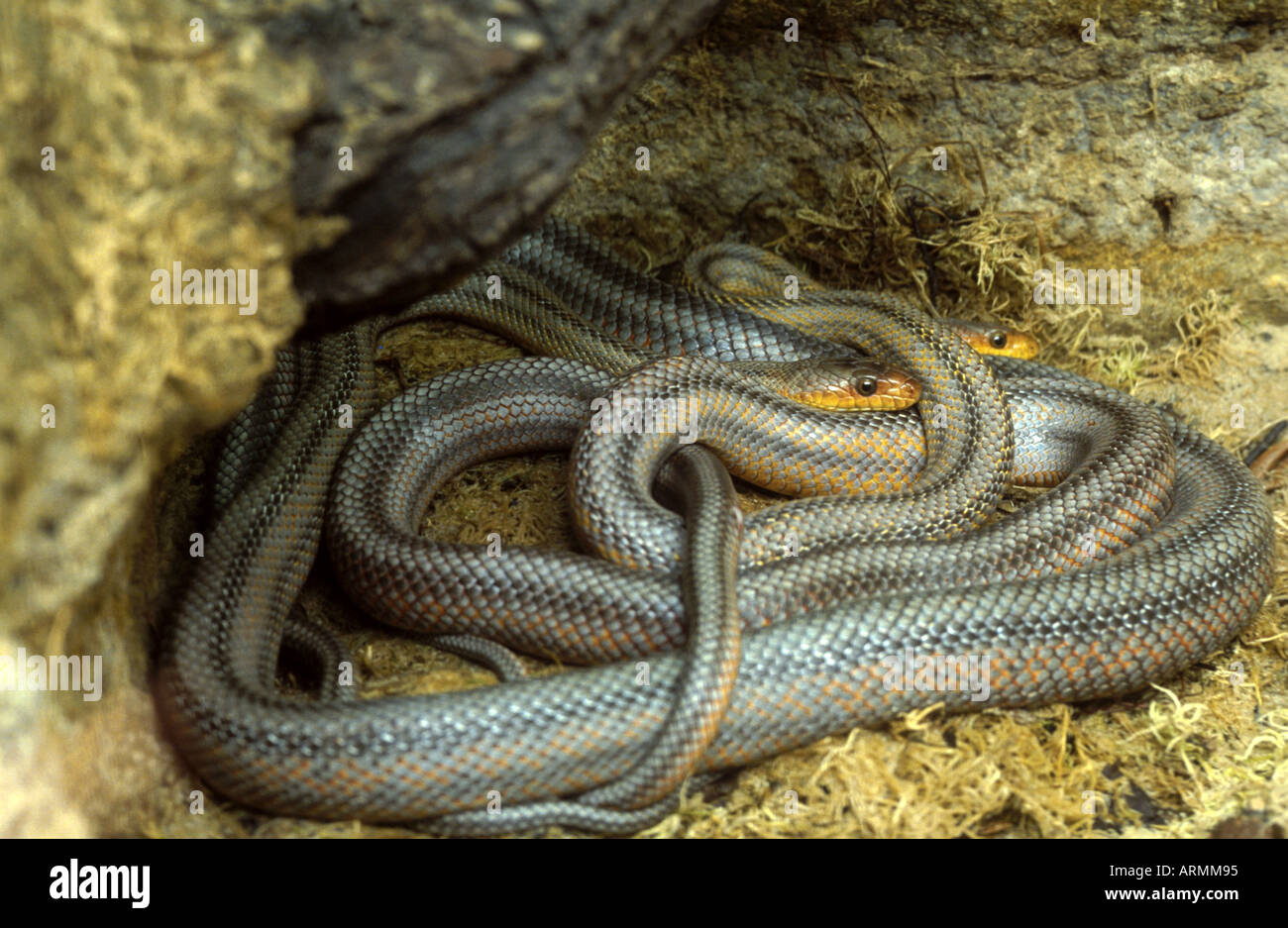black rat snake, eastern rat snake (Elaphe obsoleta) Stock Photo