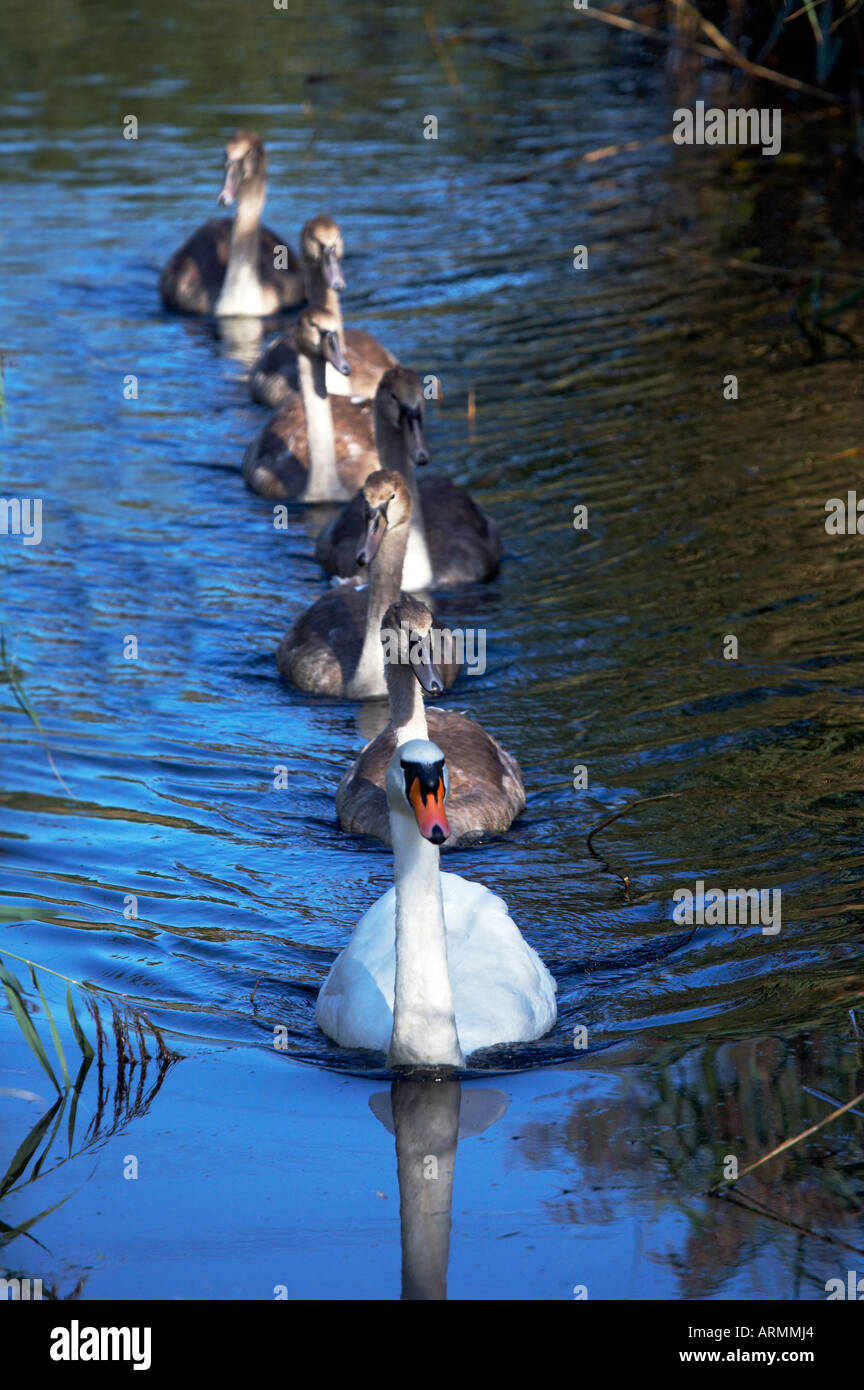 Mute Swan and six Stock Photo Alamy