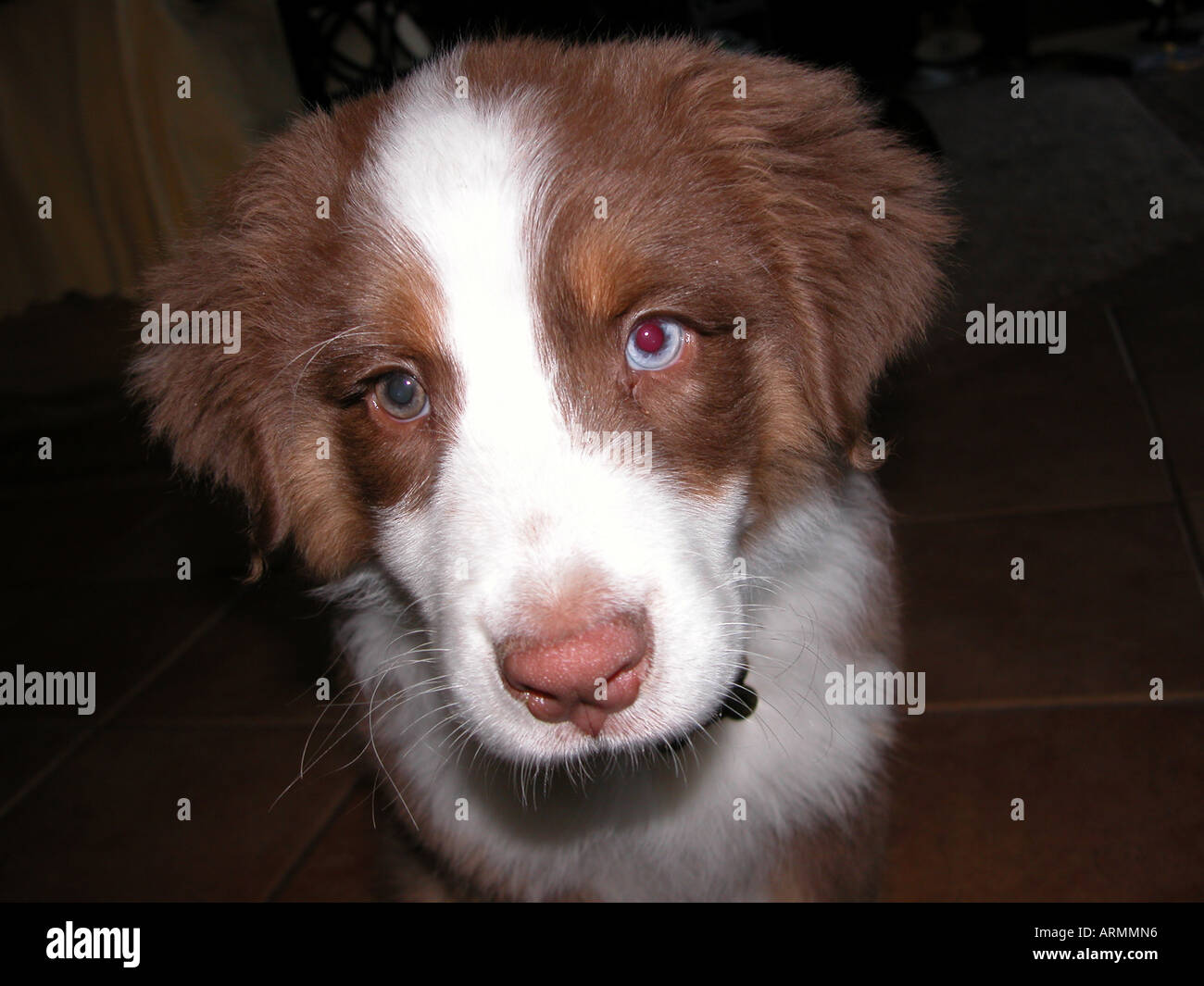 Molly is an Australian Shepherd puppy 3 months old red tri color Stock Photo