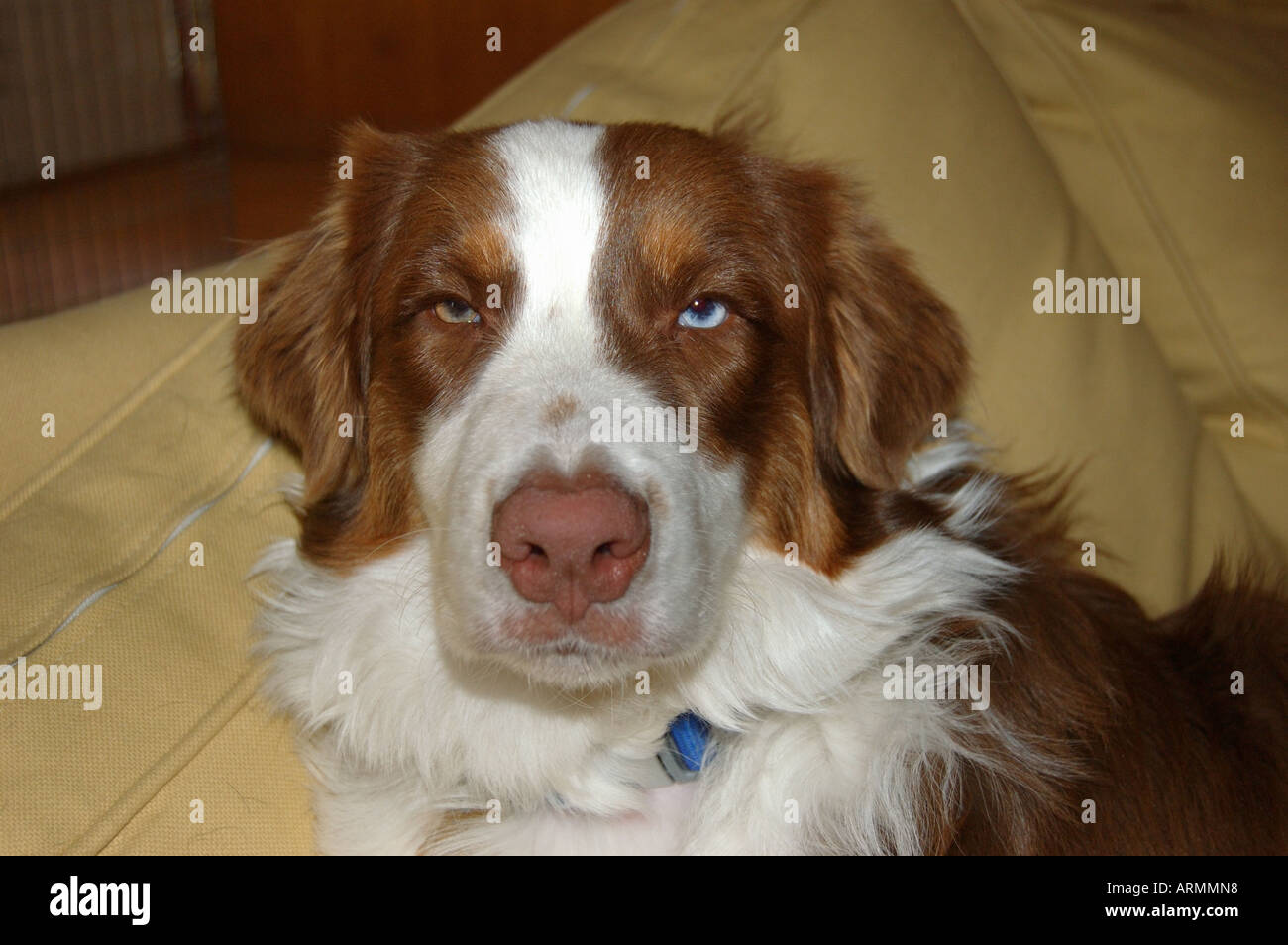 Molly is an Australian Shepherd red tri color Stock Photo
