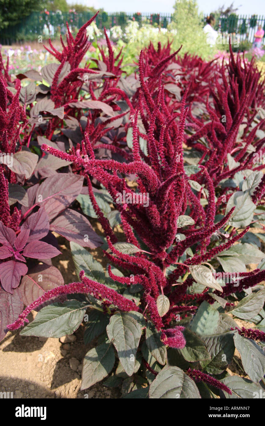 AMARANTHUS MARVEL BRONZE. LOVE LIES BLEEDING Stock Photo Alamy