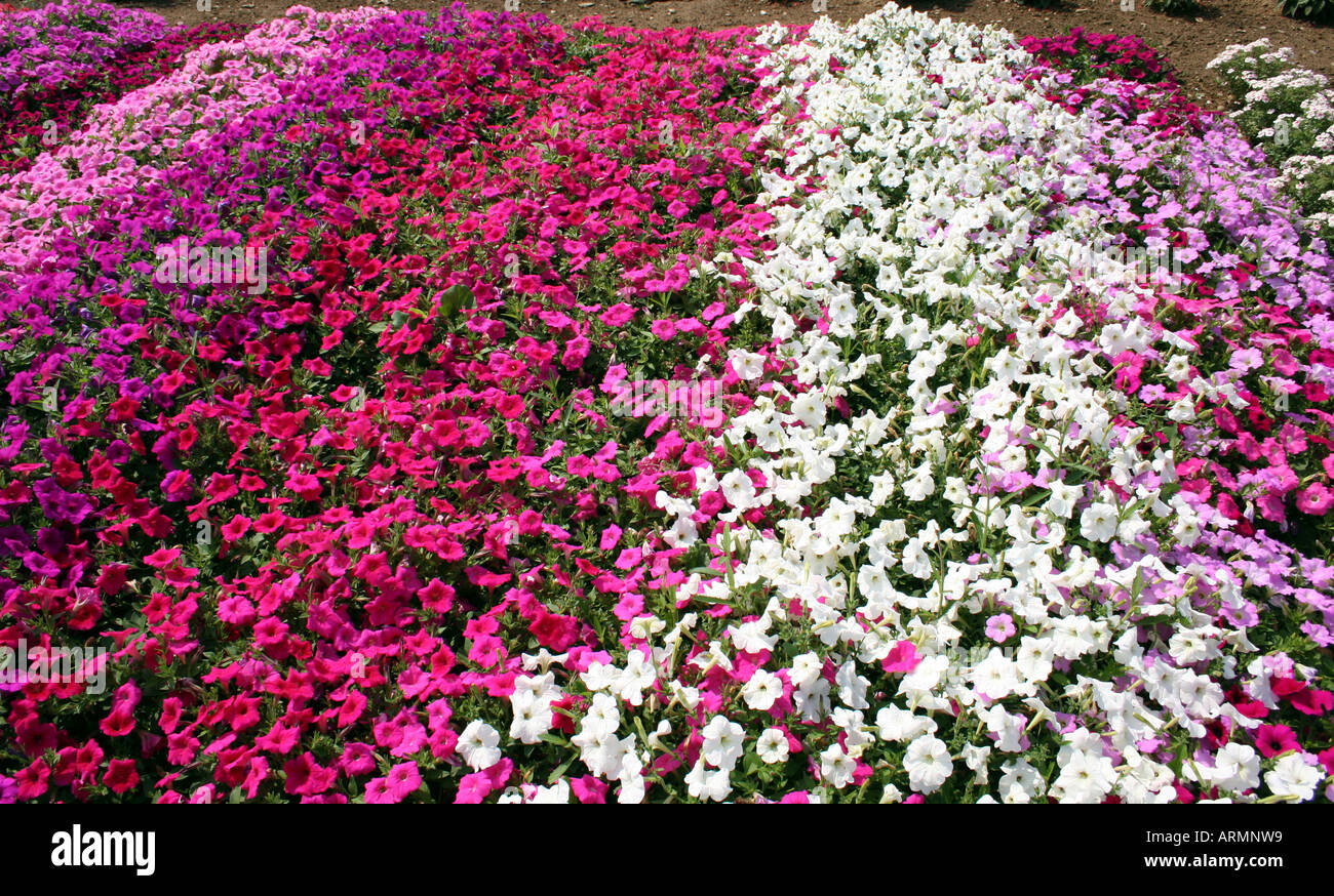 Petunia waves hi-res stock photography and images - Alamy