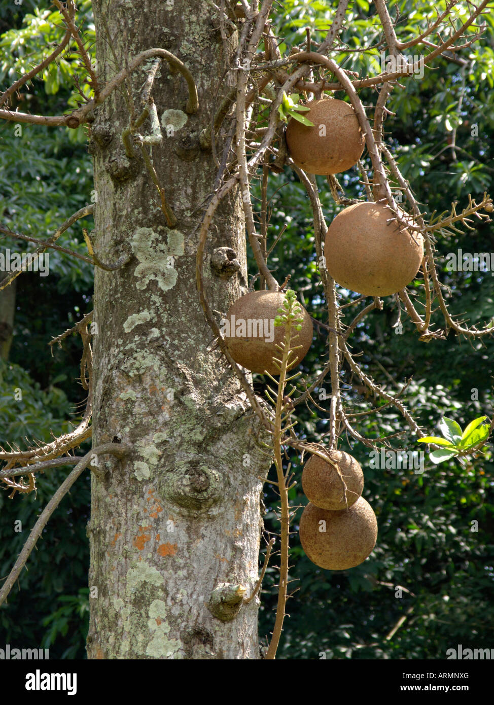 Cannonball Tree Fruit Hi res Stock Photography And Images Alamy cannonball-tree-fruit-hi-res-stock-photography-and-images-alamy