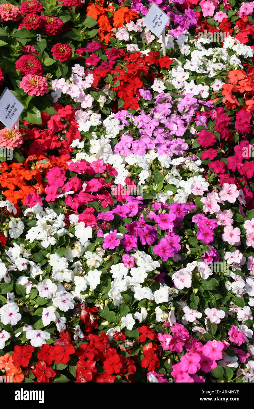 HORTICULTURE. IMPATIENS. BALSAMINACEAE. BUSY LIZZIE. BALSAM. Stock Photo