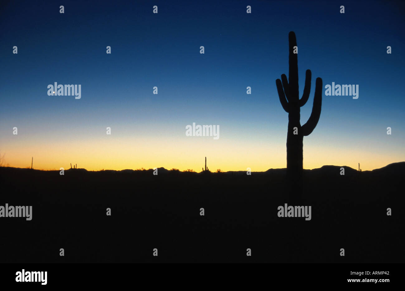 saguaro cactus (Carnegia gigantea), silhouette at dawn, USA, Arizona Stock Photo