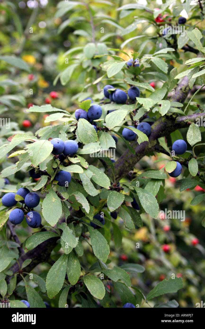 PRUNUS SPINOSA. BLACKTHORN Stock Photo Alamy