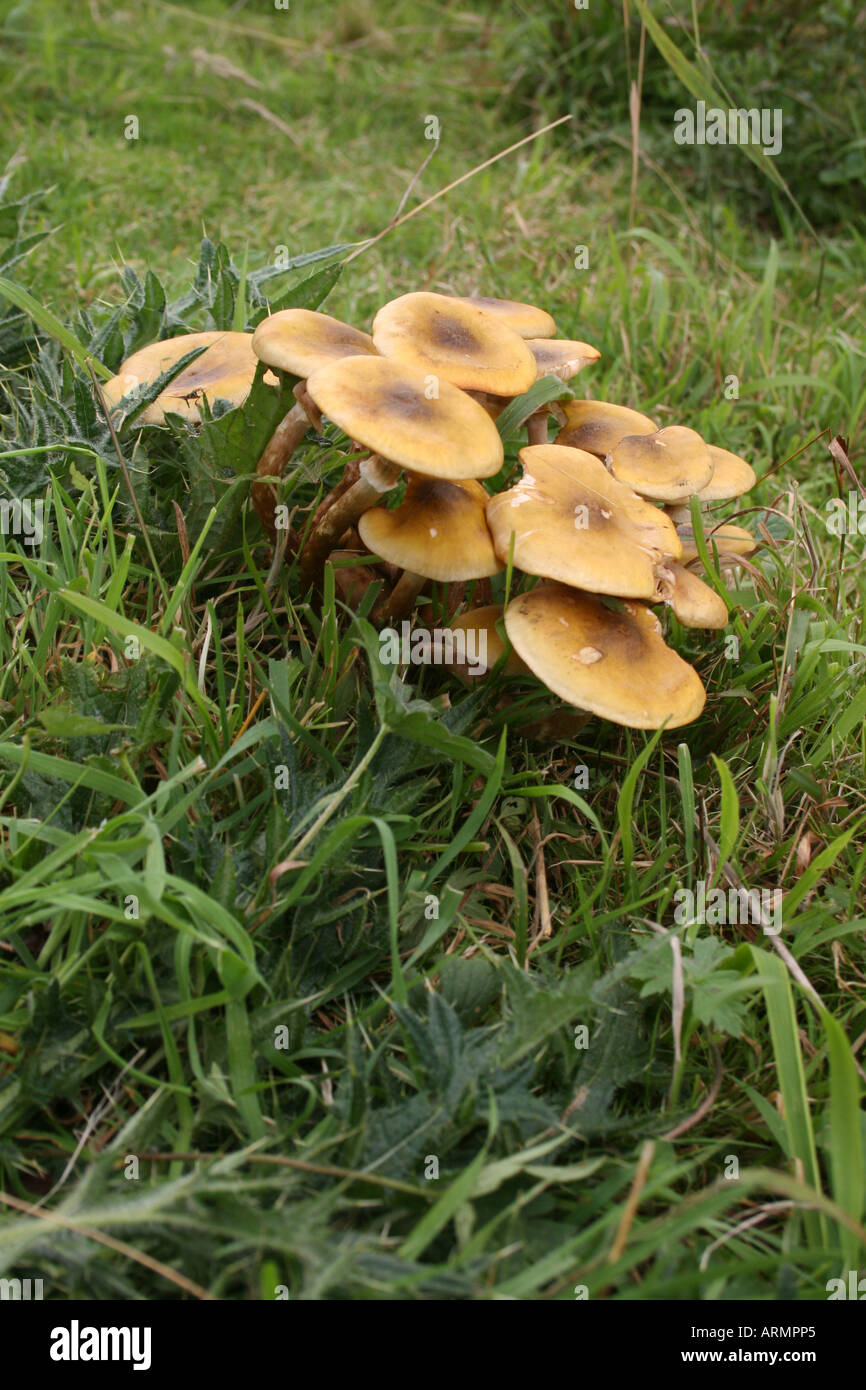 GALERINA MARGINATA. FUNGI Stock Photo - Alamy