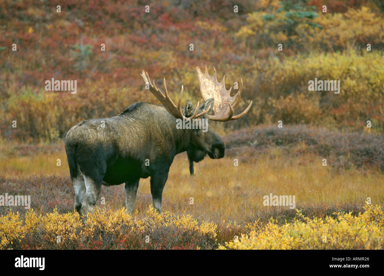 Alaska moose, Tundra moose, Yukon moose (Alces alces gigas), in autumn