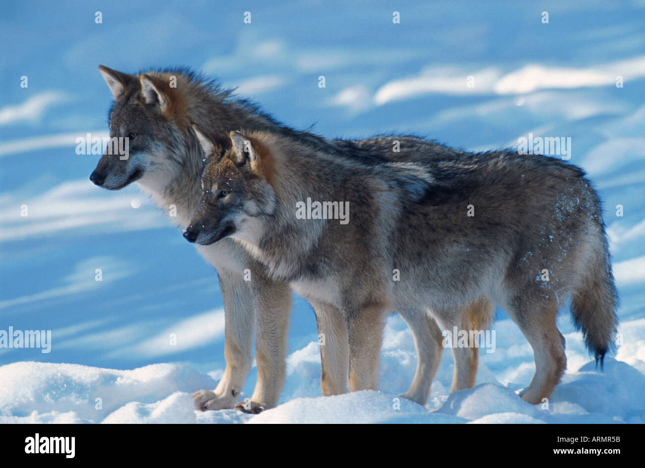 Wolf canis lupus np bayerischer hi-res stock photography and images - Alamy