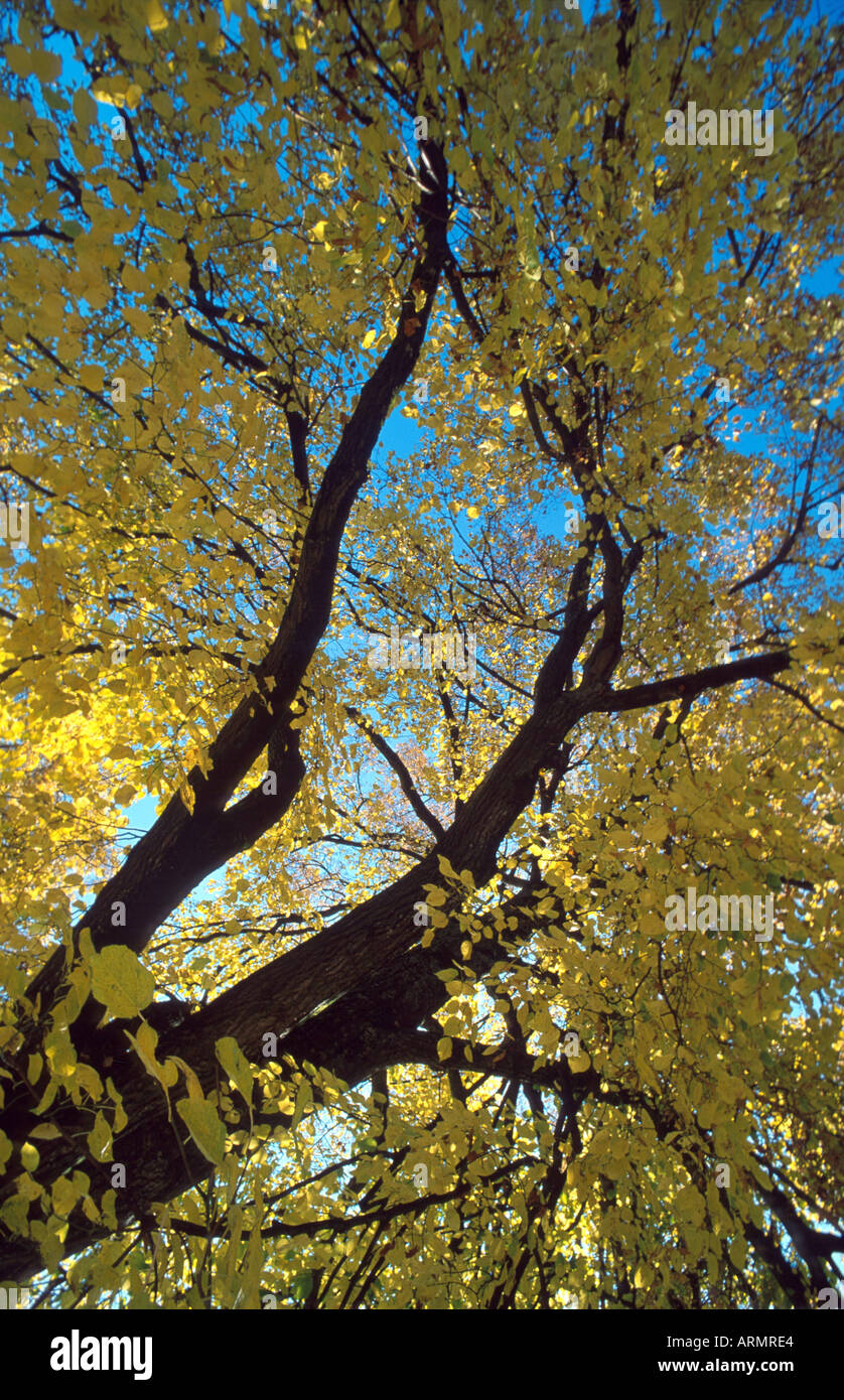 canopy layer, Germany, Berchtesgadener Land Stock Photo