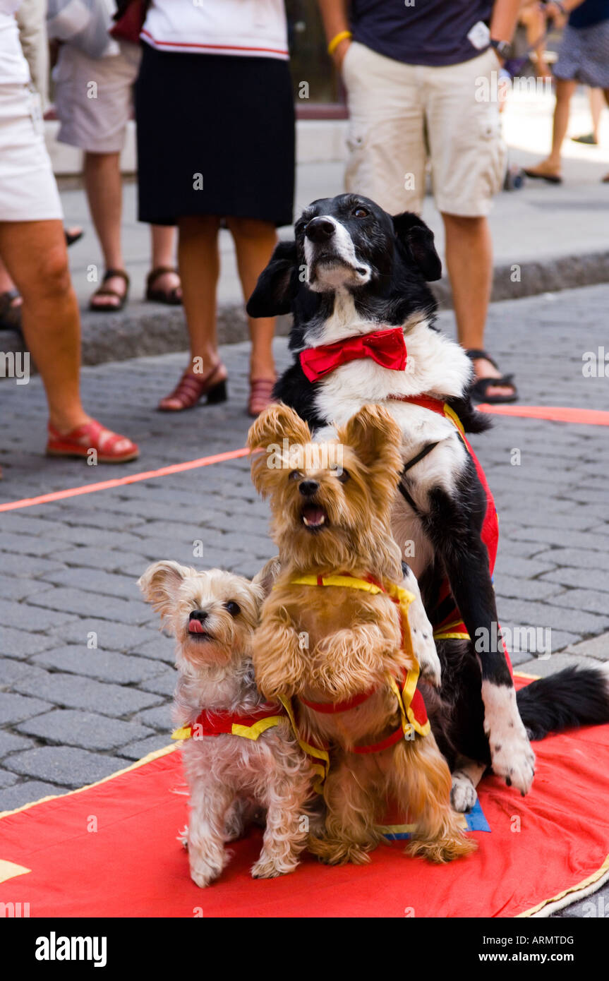 Street busker with trained dogs along popular rue St. Jean, Quebec City, Quebec, Canada. Stock Photo