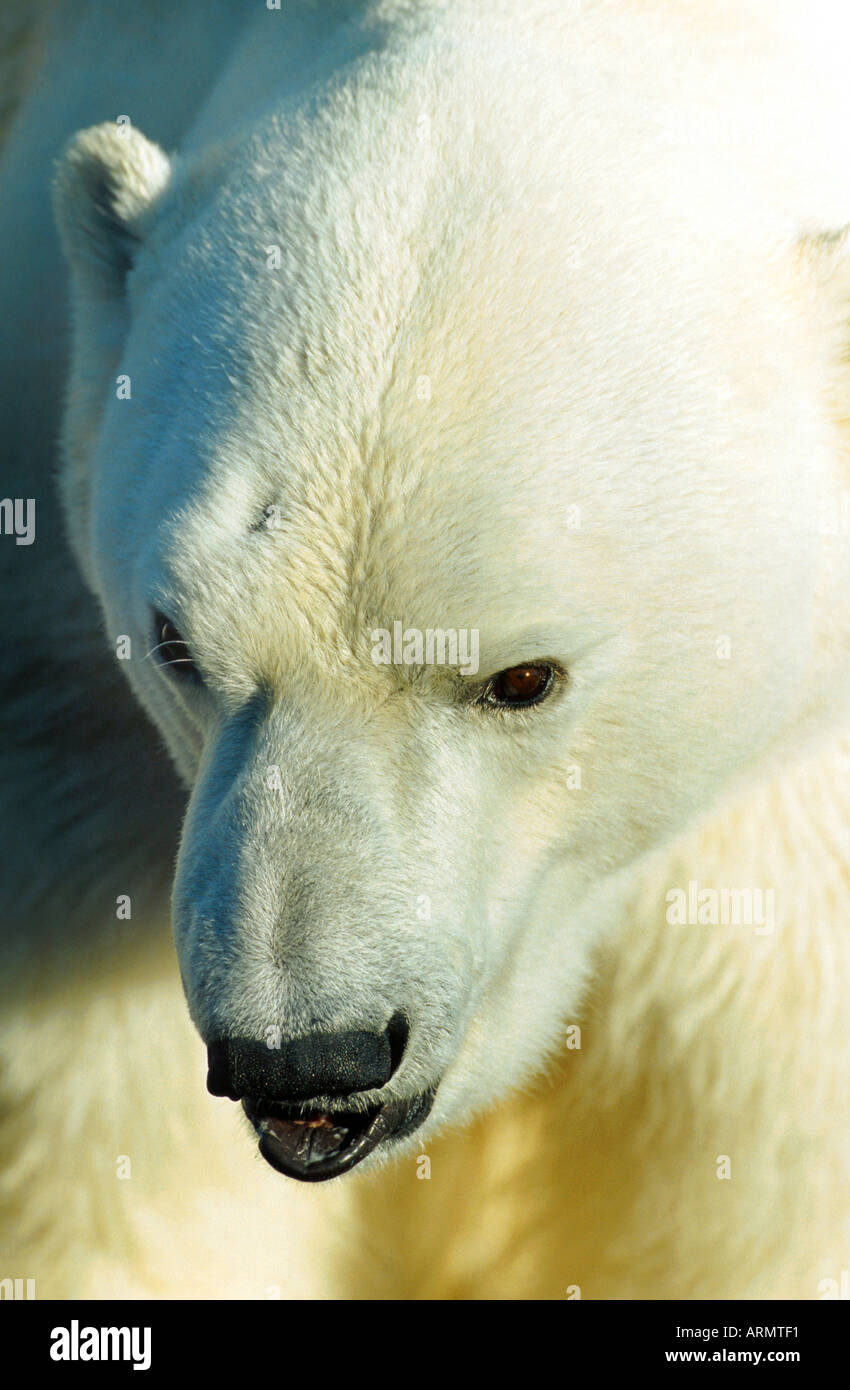 polar bear (Ursus maritimus), the world largest bear and carnivore