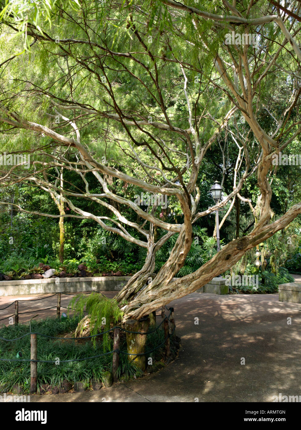 Tea tree (Leptospermum brachyandrum) Stock Photo