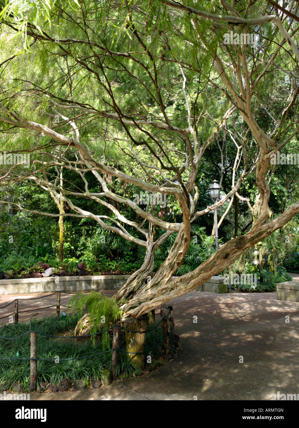 Tea tree (Leptospermum brachyandrum Stock Photo - Alamy