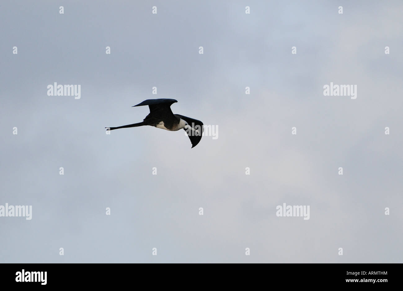 Magnificent Frigate Bird Panama Stock Photo