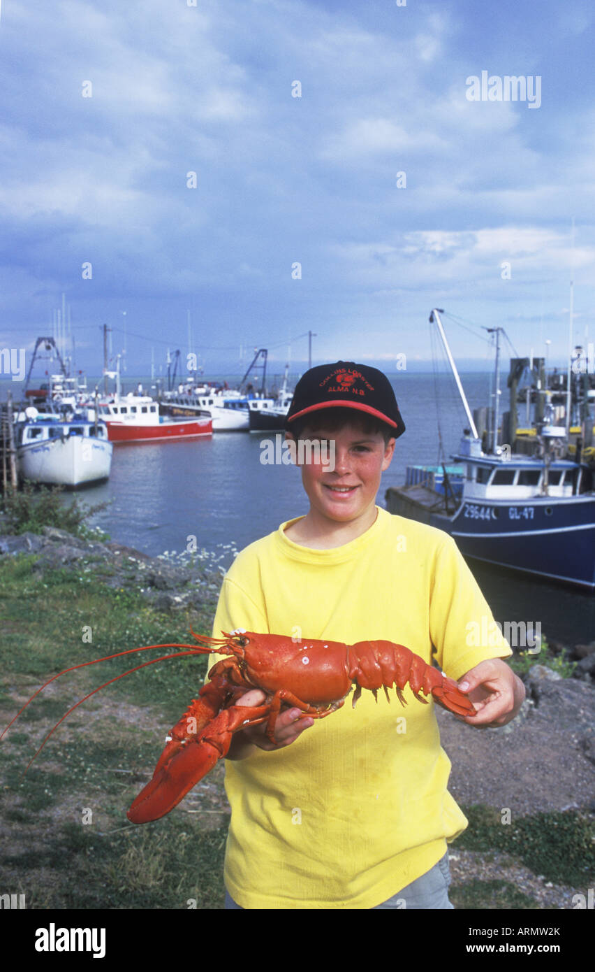 Boy holds cooked lobsters, Alma, New Brunswick, Canada Stock Photo Alamy