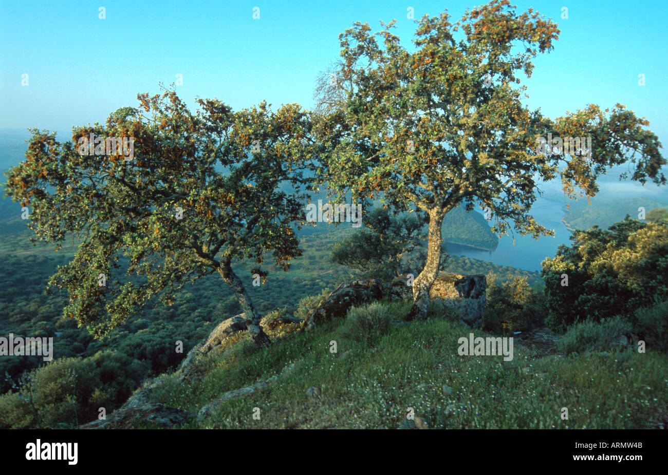 holm oak, evergreen oak (Quercus ilex), Spain, Extremadura Stock Photo