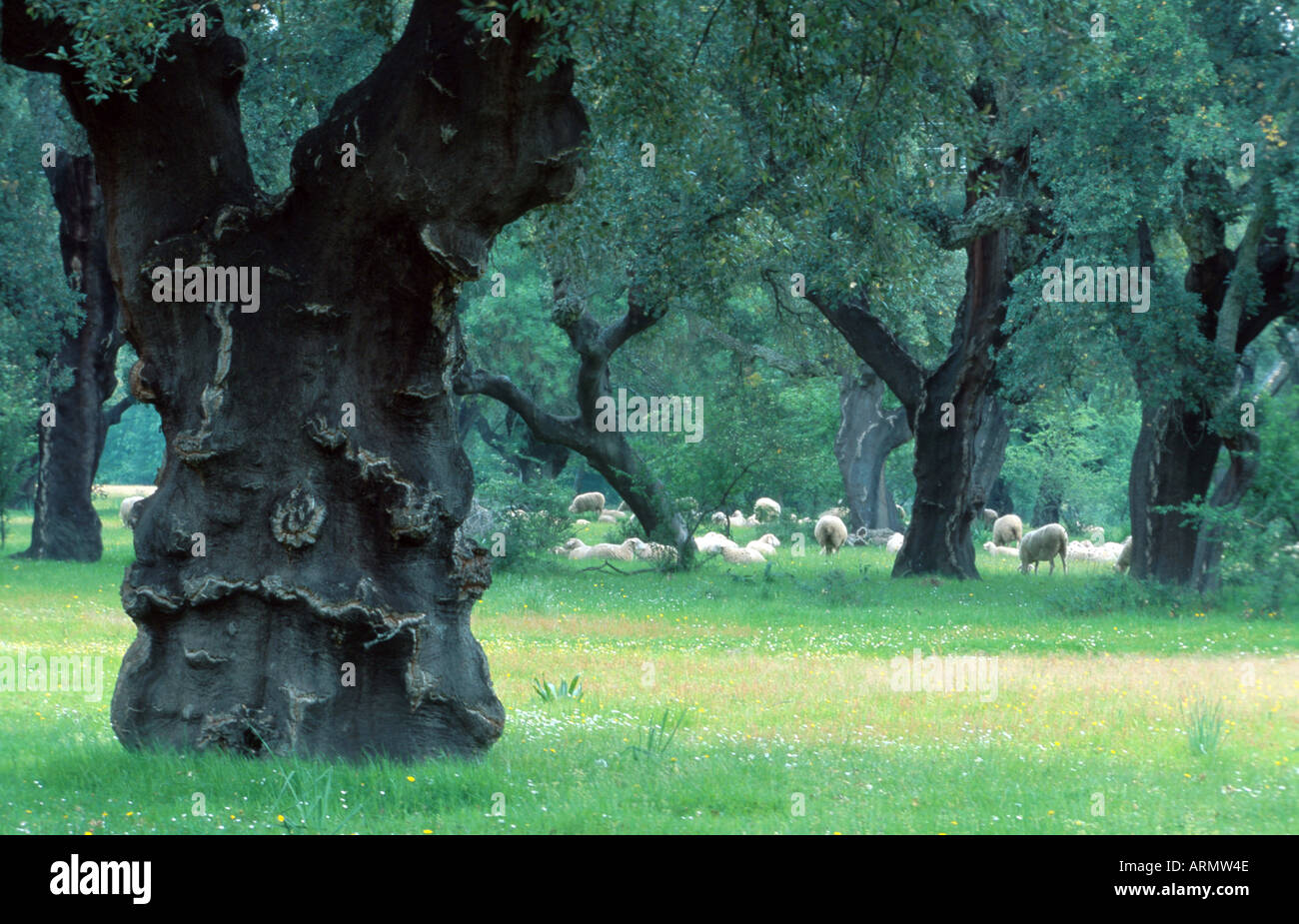 cork oak (Quercus suber), Spain, Extremadura Stock Photo