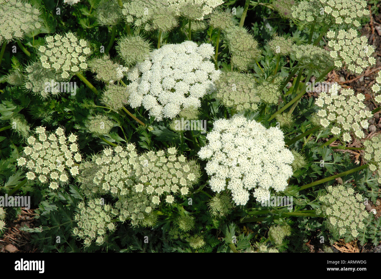 Alpine Lovage (Ligusticum mutellina) flowering Stock Photo