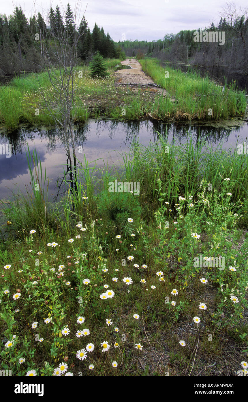 Sioux Narrows. Abandonded road being reclaimed, Ontario, Canada Stock