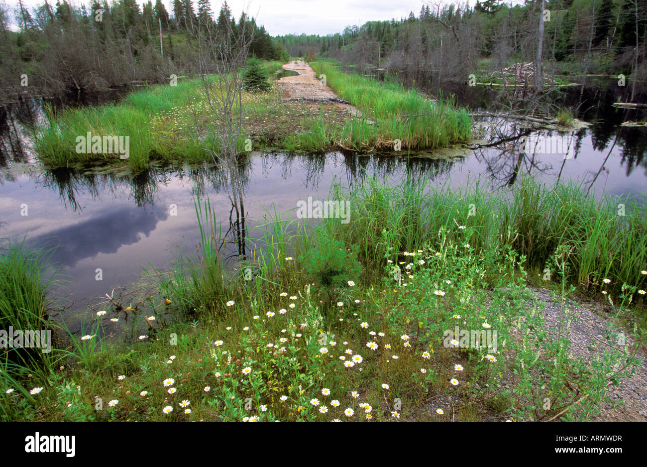 Sioux Narrows. Abandonded road being reclaimed, Ontario, Canada. Stock Photo