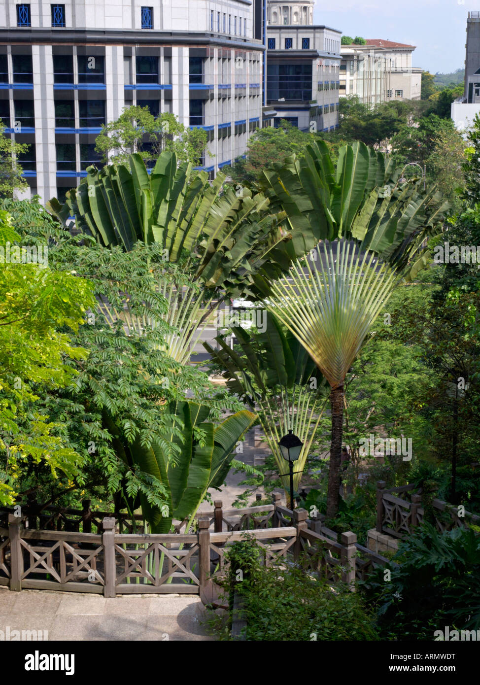 Image Traveller's tree (Ravenala madagascariensis), Fort Canning Park,  Singapore - 434261 - Images of Plants and Gardens - botanikfoto