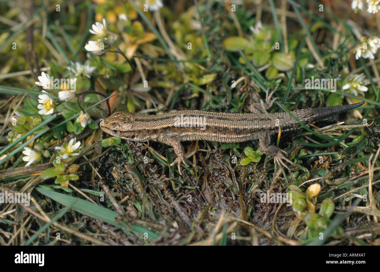 Lizard regenerated tail hi-res stock photography and images - Alamy