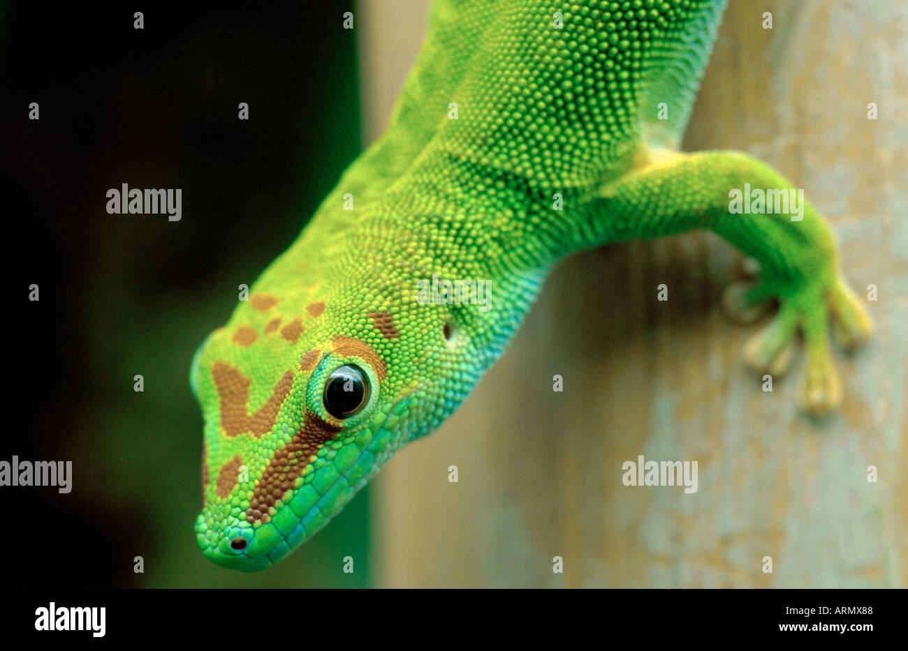 Madagascar giant day gecko (Phelsuma madagascariensis grandis), portrait. Stock Photo