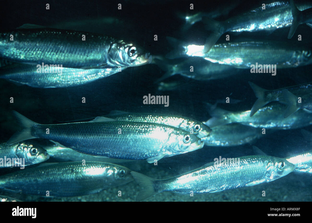 herring, Atlantic herring (digby, mattie, slid, yawling, sea herring) (Clupea harengus). Stock Photo