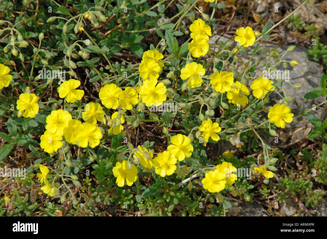 Rock rose bach hi-res stock photography and images - Alamy