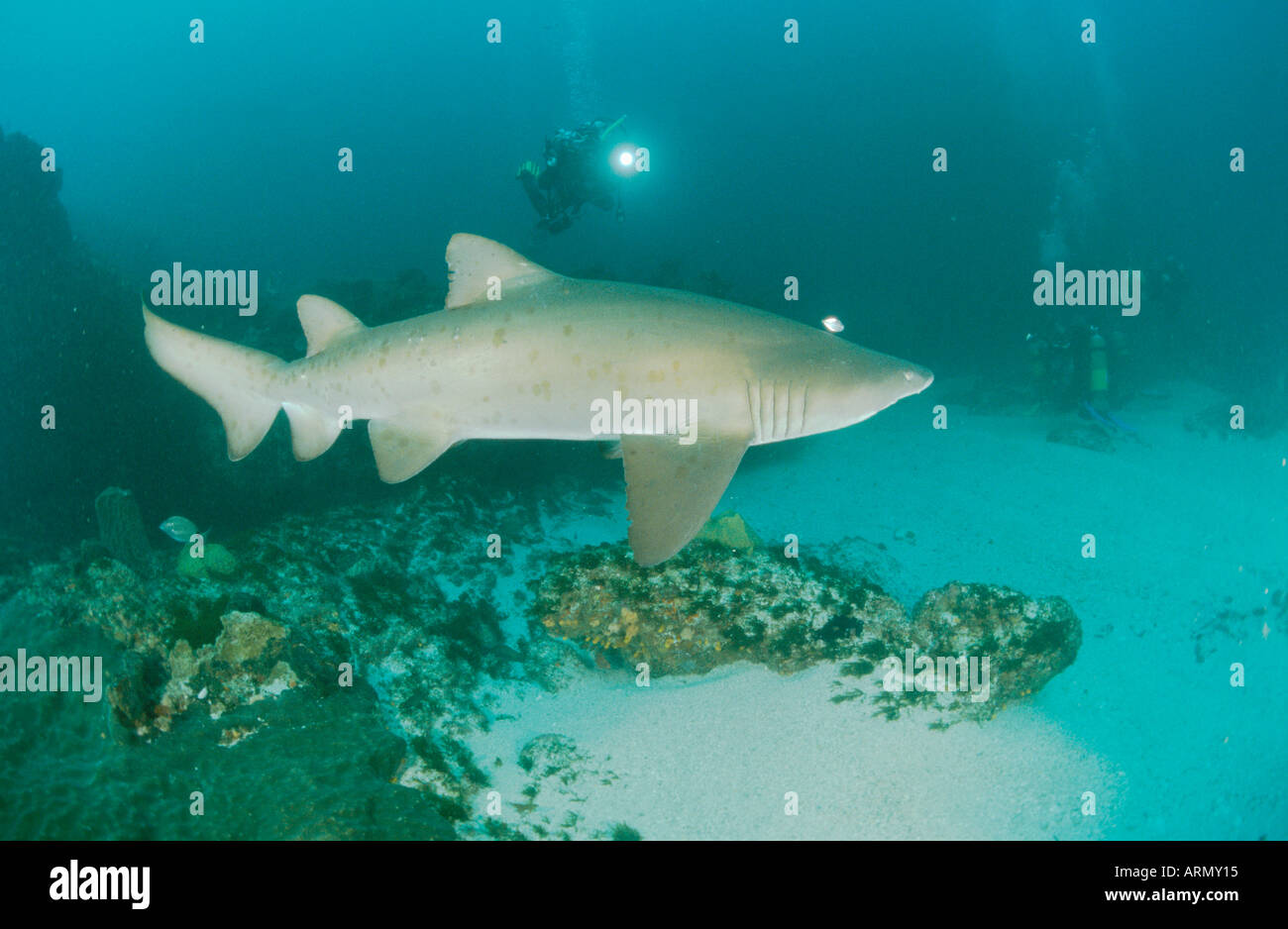 sand shark, sand tiger shark, sandtiger shark, gray nurse shark (Carcharias taurus, Carcharias arenarius, Odontaspis taurus, Eu Stock Photo