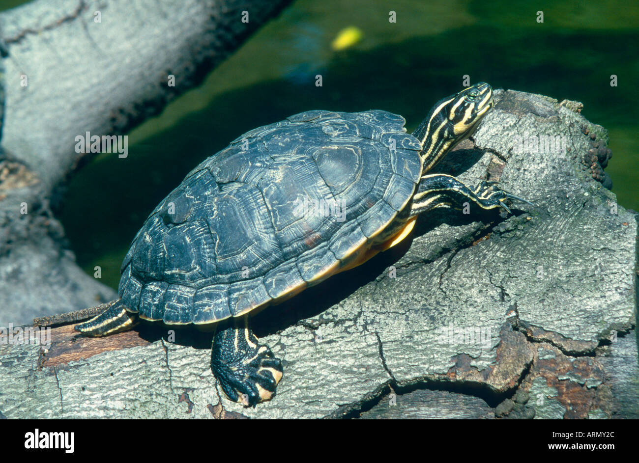 slider, pond slider, yellow-bellied turtle (Pseudemys scripta scripta, Trachemys scripta scripta, Chrysemys scripta scripta), n Stock Photo